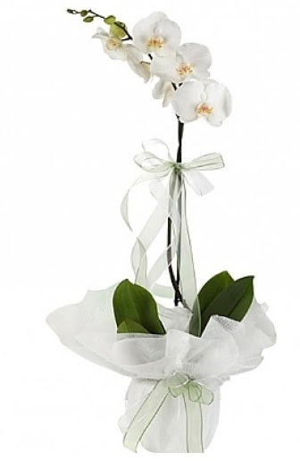 Tekli Beyaz Orkide  Bursa iek yolla , iek gnder , ieki  