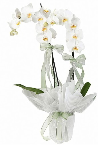 ift Dall Beyaz Orkide  Bursa internetten iek sat 