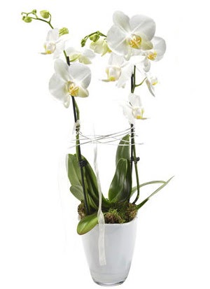 2 dall beyaz seramik beyaz orkide sakss  Bursa iek online iek siparii 