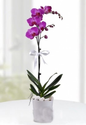 Tek dall saksda mor orkide iei  Bursa iek gnderme 