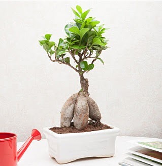 Exotic Ficus Bonsai ginseng  Bursa iek siparii vermek 