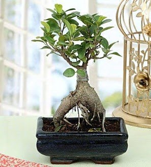 Appealing Ficus Ginseng Bonsai  Bursa internetten iek sat 