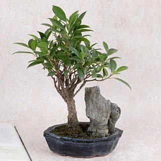 Japon aac Evergreen Ficus Bonsai  Bursa iek online iek siparii 
