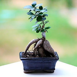 Marvellous Ficus Microcarpa ginseng bonsai  Bursa iek sat 