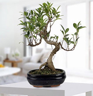 Gorgeous Ficus S shaped japon bonsai  Bursa uluslararas iek gnderme 