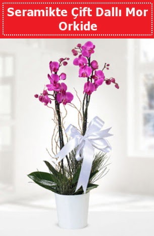 Seramikte Çift Dallı Mor Orkide  Bursa internetten çiçek satışı 
