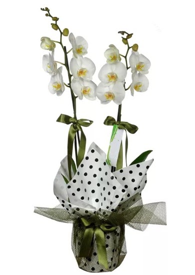 ift Dall Beyaz Orkide  Bursa iek siparii sitesi 