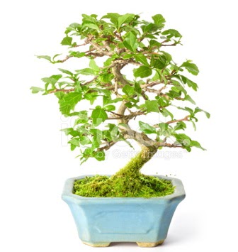 S zerkova bonsai ksa sreliine  Bursa hediye sevgilime hediye iek 