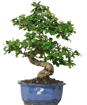 21 ile 25 cm arası özel S bonsai japon ağacı  Bursa kaliteli taze ve ucuz çiçekler 