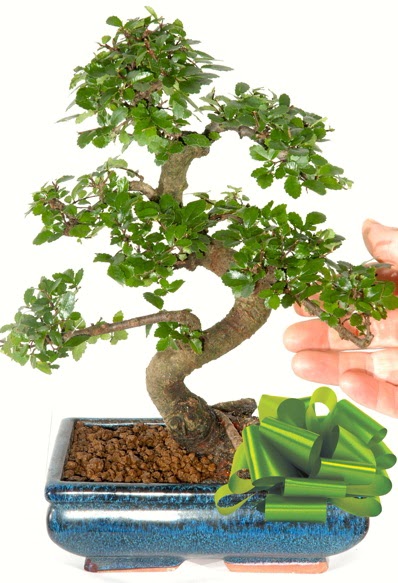 Yaklak 25 cm boyutlarnda S bonsai  Bursa iek gnderme sitemiz gvenlidir 
