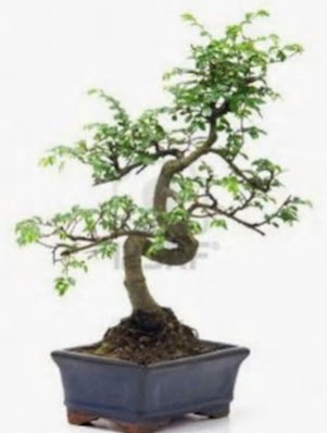 S gvde bonsai minyatr aa japon aac  Bursa gvenli kaliteli hzl iek 