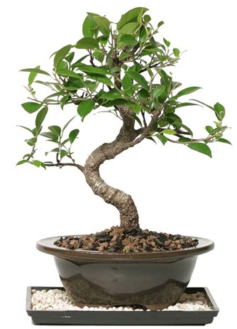 Altn kalite Ficus S bonsai  Bursa kaliteli taze ve ucuz iekler  Sper Kalite