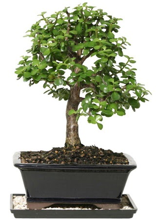 15 cm civar Zerkova bonsai bitkisi  Bursa iek gnderme sitemiz gvenlidir 