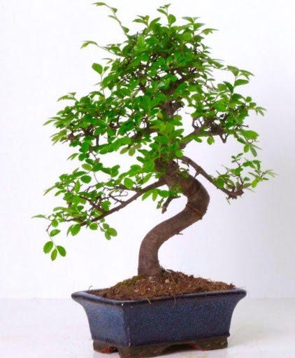 S gvdeli bonsai minyatr aa japon aac  Bursa iek online iek siparii 