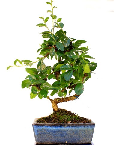 S gvdeli carmina bonsai aac  Bursa iek servisi , ieki adresleri  Minyatr aa