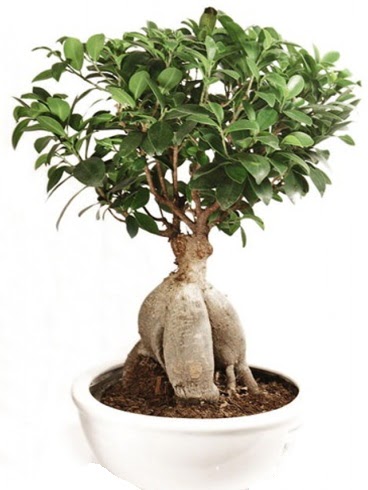 Ginseng bonsai japon aac ficus ginseng  Bursa hediye sevgilime hediye iek 