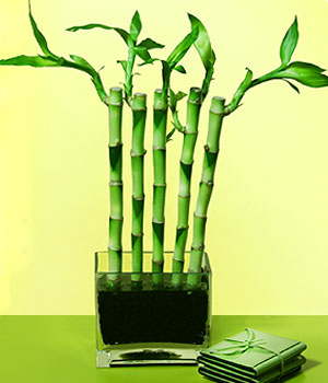  Bursa iek siparii sitesi  Good Harmony Lucky Bamboo