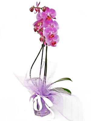  Bursa internetten çiçek satışı  Kaliteli ithal saksida orkide