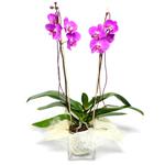  Bursa güvenli kaliteli hızlı çiçek  Cam yada mika vazo içerisinde  1 kök orkide
