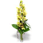  Bursa hediye sevgilime hediye çiçek  cam vazo içerisinde tek dal canli orkide