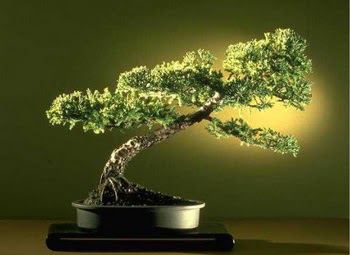 ithal bonsai saksi çiçegi  Bursa İnternetten çiçek siparişi 