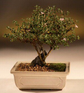 ithal bonsai saksi çiçegi  Bursa online çiçek gönderme sipariş 