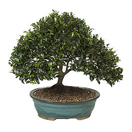  Bursa online ieki , iek siparii  ithal bonsai saksi iegi  Bursa iek online iek siparii 