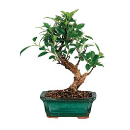  Bursa iek gnderme sitemiz gvenlidir  ithal bonsai saksi iegi  Bursa internetten iek siparii 