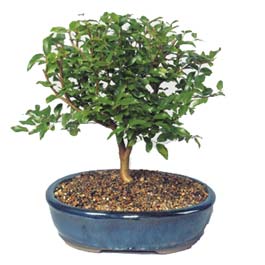  Bursa nternetten iek siparii  ithal bonsai saksi iegi  Bursa 14 ubat sevgililer gn iek 