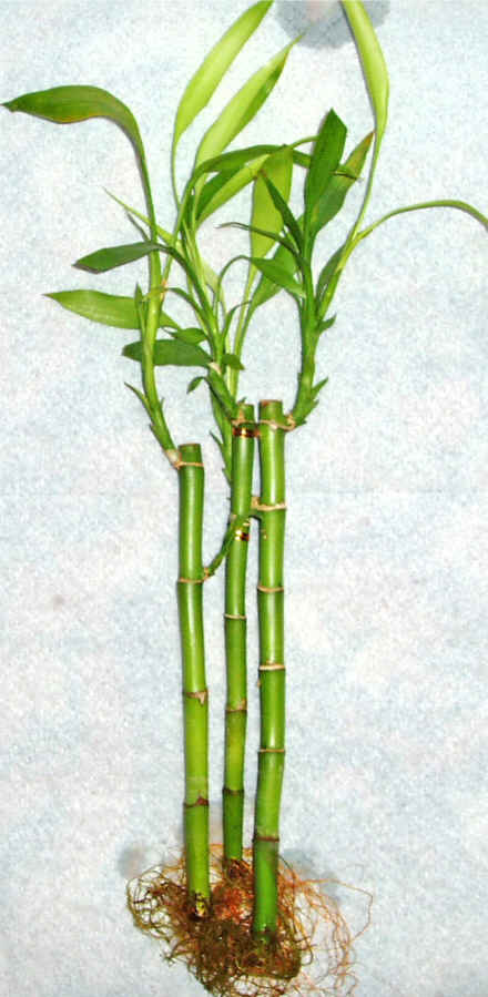 Lucky Bamboo 3 adet vazo hediye edilir   Bursa ucuz iek gnder 