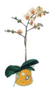  Bursa çiçek , çiçekçi , çiçekçilik  Phalaenopsis Orkide ithal kalite