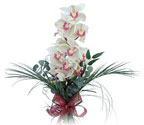  Bursa çiçek gönderme sitemiz güvenlidir  Dal orkide ithal iyi kalite
