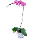  Bursa hediye çiçek yolla  Orkide ithal kaliteli orkide 