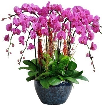 9 dallı mor orkide  Bursa çiçek siparişi sitesi 