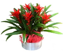 5 adet guzmanya saksı çiçeği  Bursa çiçek online çiçek siparişi 