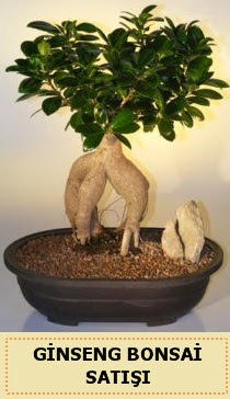 İthal Ginseng bonsai satışı japon ağacı  Bursa çiçek gönderme sitemiz güvenlidir 