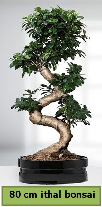 80 cm özel saksıda bonsai bitkisi  Bursa kaliteli taze ve ucuz çiçekler 