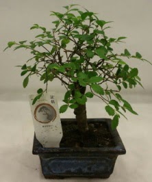 Minyatür ithal japon ağacı bonsai bitkisi  Bursa güvenli kaliteli hızlı çiçek 