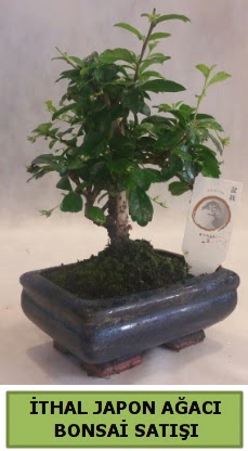 İthal japon ağacı bonsai bitkisi satışı  Bursa kaliteli taze ve ucuz çiçekler 