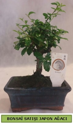 Minyatür bonsai ağacı satışı  Bursa çiçek mağazası , çiçekçi adresleri 