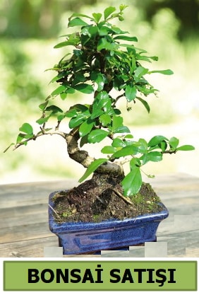 Çam bonsai japon ağacı satışı  Bursa güvenli kaliteli hızlı çiçek 