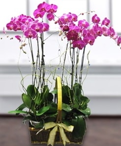 7 dallı mor lila orkide  Bursa çiçek online çiçek siparişi 