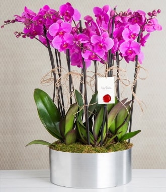 11 dallı mor orkide metal vazoda  Bursa çiçek online çiçek siparişi 