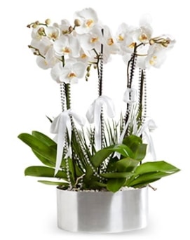 Beş dallı metal saksıda beyaz orkide  Bursa çiçek servisi , çiçekçi adresleri 