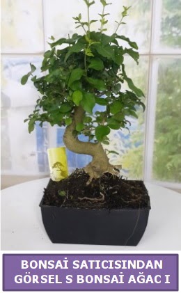 S dal eğriliği bonsai japon ağacı  Bursa güvenli kaliteli hızlı çiçek 