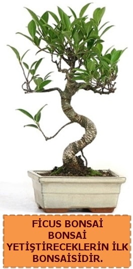 Ficus bonsai 15 ile 25 cm arasındadır  Bursa çiçek servisi , çiçekçi adresleri 