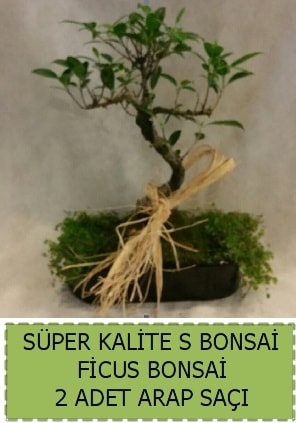 Ficus S Bonsai ve arap saçı  Bursa kaliteli taze ve ucuz çiçekler 