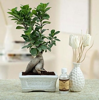 Ginseng ficus bonsai  Bursa çiçek gönderme 