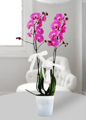 Çift dallı mor orkide  Bursa çiçek gönderme 