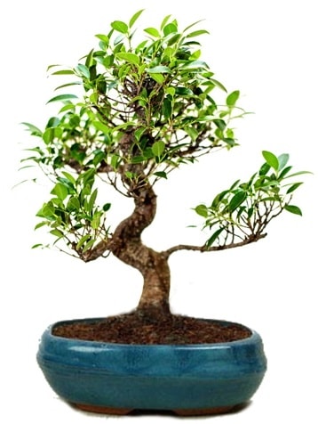 25 cm ile 30 cm aralığında Ficus S bonsai  Bursa çiçek online çiçek siparişi 